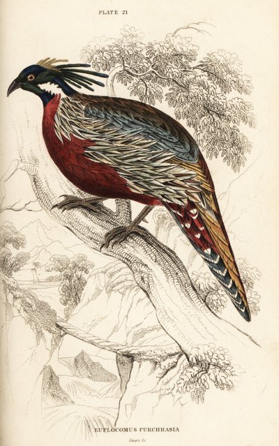 Koklass pheasant by William Home Lizars