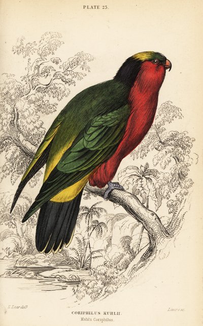 Kuhl