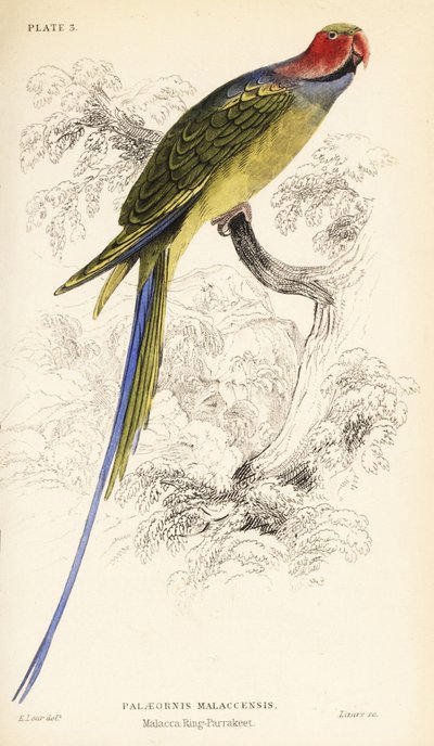 Long-tailed Parakeet, Psittacula longicauda by William Home Lizars