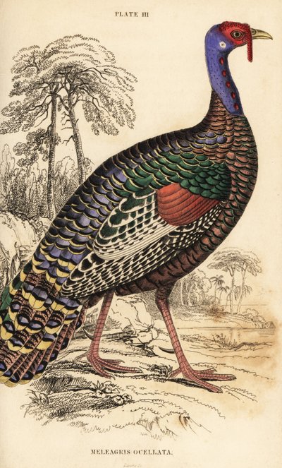 Ocellated turkey by William Home Lizars
