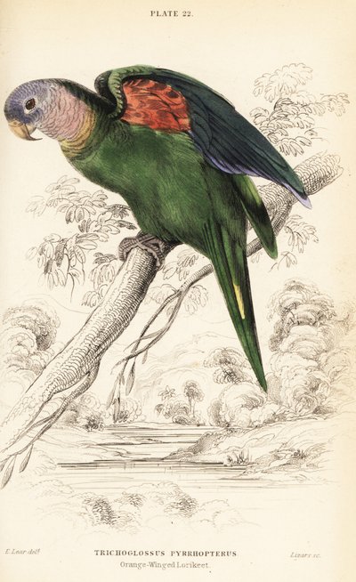 Orange-winged Amazon, Amazona Amazonica by William Home Lizars