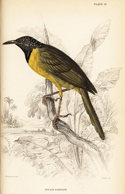Oriole warbler by William Home Lizars