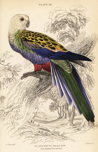 Pale-headed rosella, Platycercus adscitus palliceps by William Home Lizars