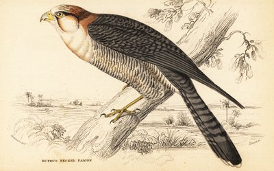 Red-necked falcon, Falco chicquera ruficollis by William Home Lizars