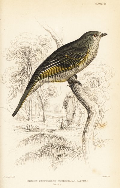 Red-shouldered Cuckooshrike, Female, Campephaga phoenicea by William Home Lizars