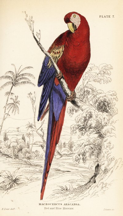 Scarlet macaw by William Home Lizars