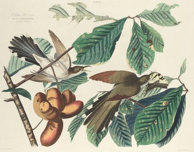 Yellow-billed Cuckoo by William Home Lizars