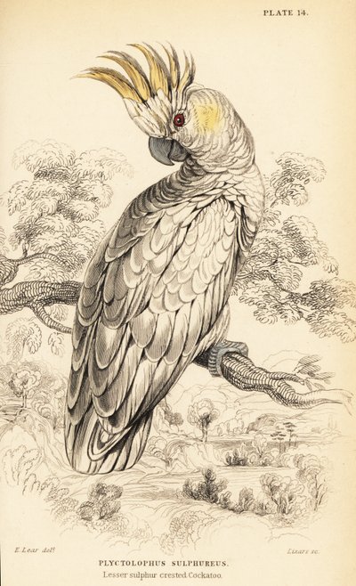 Yellow-crested cockatoo, Cacatua sulphurea by William Home Lizars