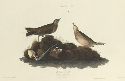 Brown Lark by William Home Lizars after John James Audubon