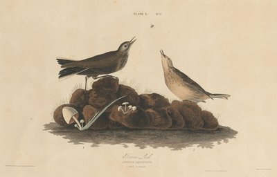 Brown Lark by William Home Lizars after John James Audubon