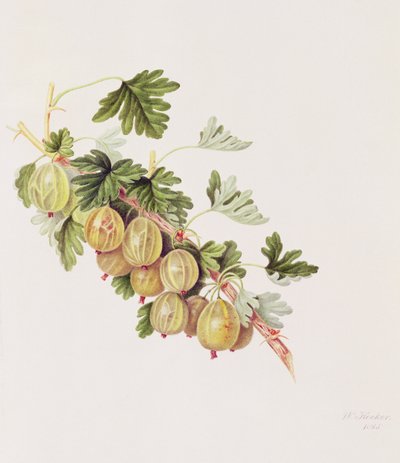 Green Gooseberry, 1815 by William Hooker