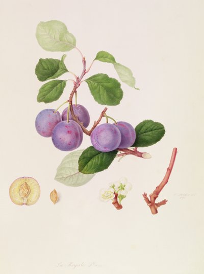 La Royale Plum, 1815 by William Hooker