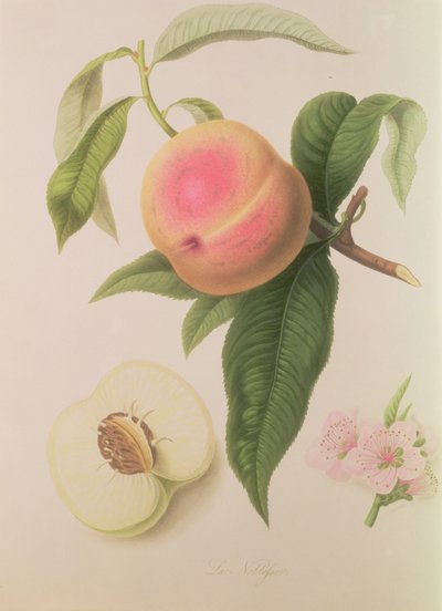Noblesse Peach by William Hooker
