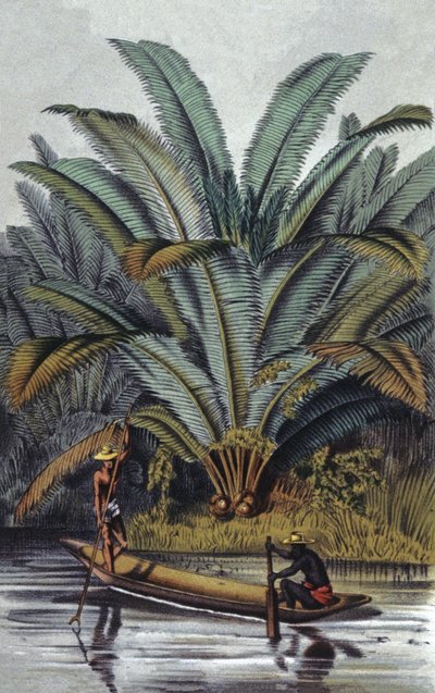 Palm Tree by William Hooker