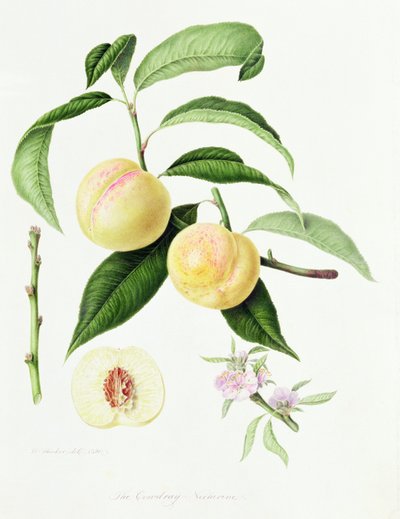 The Conudray Nectarine, 1820 by William Hooker
