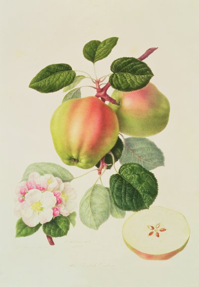 The Dutch Codlin by William Hooker