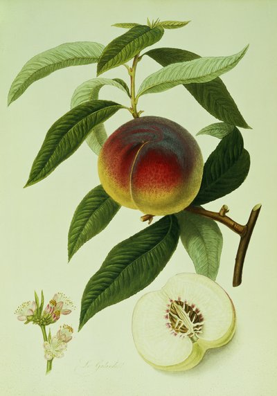The Galande Peach by William Hooker