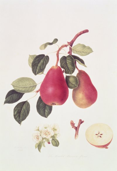 The Scarlet Beurree Pear, 1819 by William Hooker