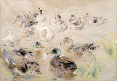 Study of Ducks by William Huggins