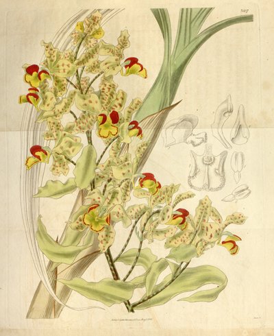 Cyrtopodium Punctatum by William Jackson Hooker