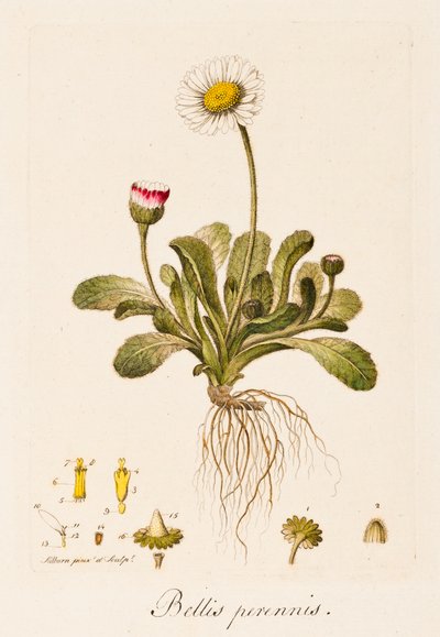 Daisy by William Kilburn