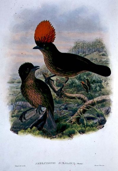 Amblyornis Subalaris by William Matthew Hart