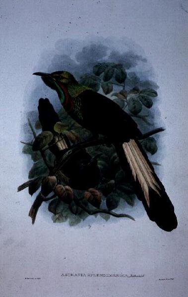 Astrapia Splendidissima by William Matthew Hart