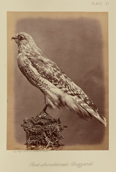 Red-shouldered Buzzard by William Notman
