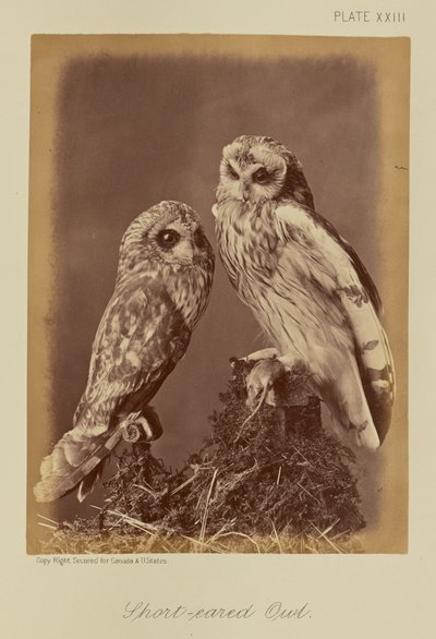 Short-eared Owl by William Notman