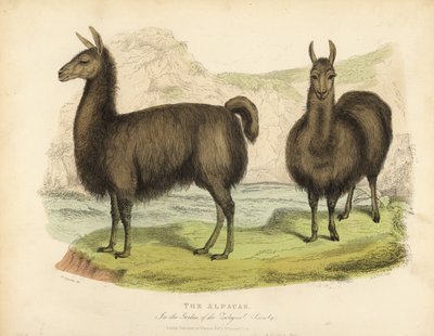 Alpaca, Vicugna pacos by William Smellie