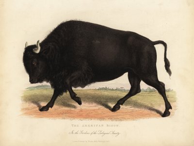 American Bison or Buffalo by William Smellie