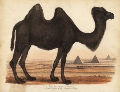 Bactrian camel, Camelus bactrianus by William Smellie