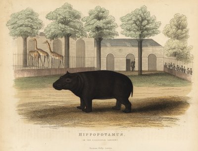 Hippo or hippopotamus, Hippopotamus amphibius by William Smellie