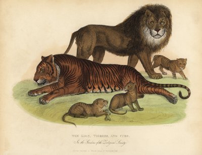 Lion, Tigress and Cubs by William Smellie