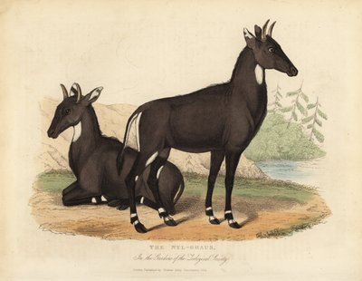 Nilgai or Blue Bull, Boselaphus Tragocamelus by William Smellie