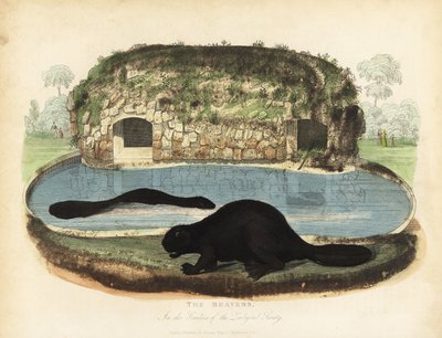 North American Beaver by William Smellie
