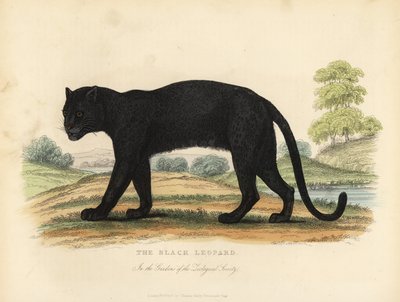 The Black Leopard, Panthera Pardus by William Smellie