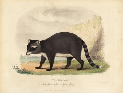 The Raccoon, Procyon lotor by William Smellie