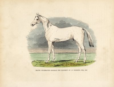 Thoroughbred Arabian horse Imaum by William Smellie