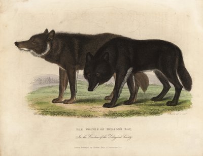 Wolves of Hudson Bay, Canis lupus by William Smellie