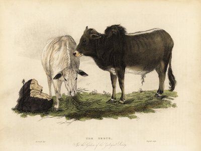 Zebu, Bos Primigenius Indicus by William Smellie
