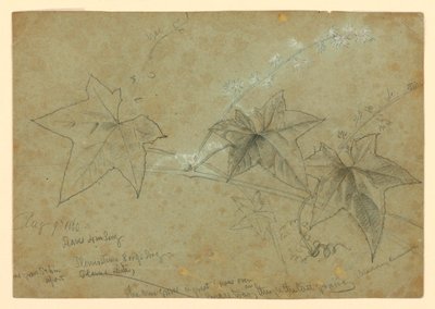Study of Foliage by William Trost Richards