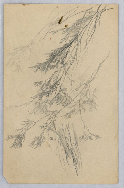 Study of Foliage by William Trost Richards