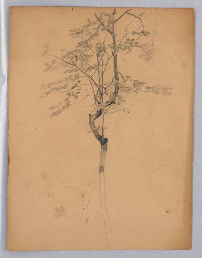 Study of Foliage by William Trost Richards