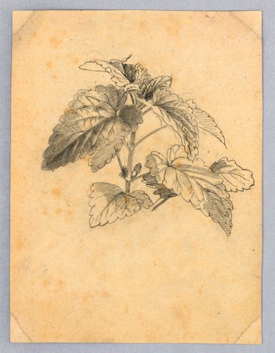 Study of Foliage by William Trost Richards