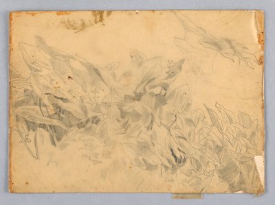 Study of Foliage by William Trost Richards
