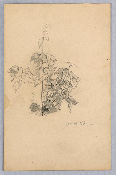 Study of Foliage by William Trost Richards