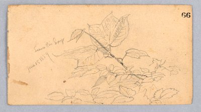 Study of Foliage by William Trost Richards