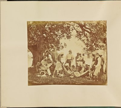 Tiger Carcass by Willoughby Wallace Hooper