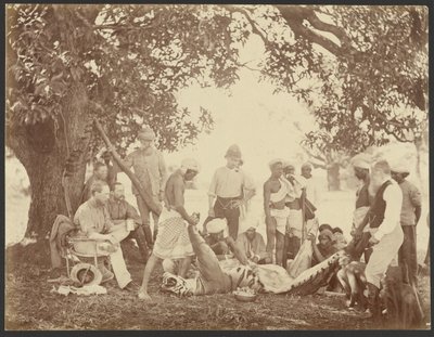 Tiger Carcass by Willoughby Wallace Hooper